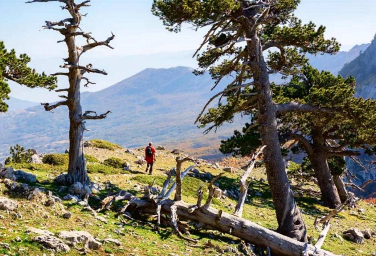 Ancient wind-swept Bosnian pines on a high ridge in Pollino National Park